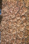 Western White Pine bark