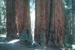 Senate Group, Sequoia Park