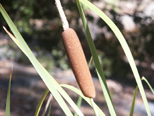 Cattail, Sierra Nevada