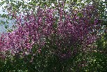 Redbud