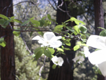 Dogwood Blossoms, Yosemite